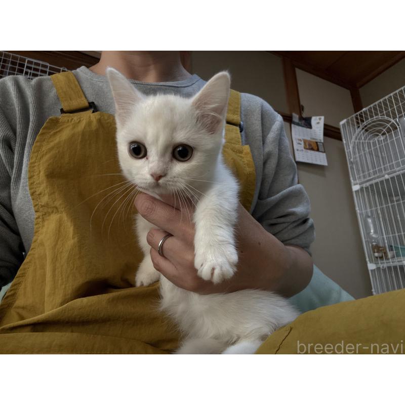 販売中の広島県のミヌエット(短足)-130950の5枚目