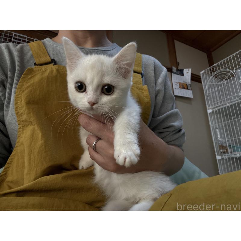 販売中の広島県のミヌエット(短足)-130950の4枚目