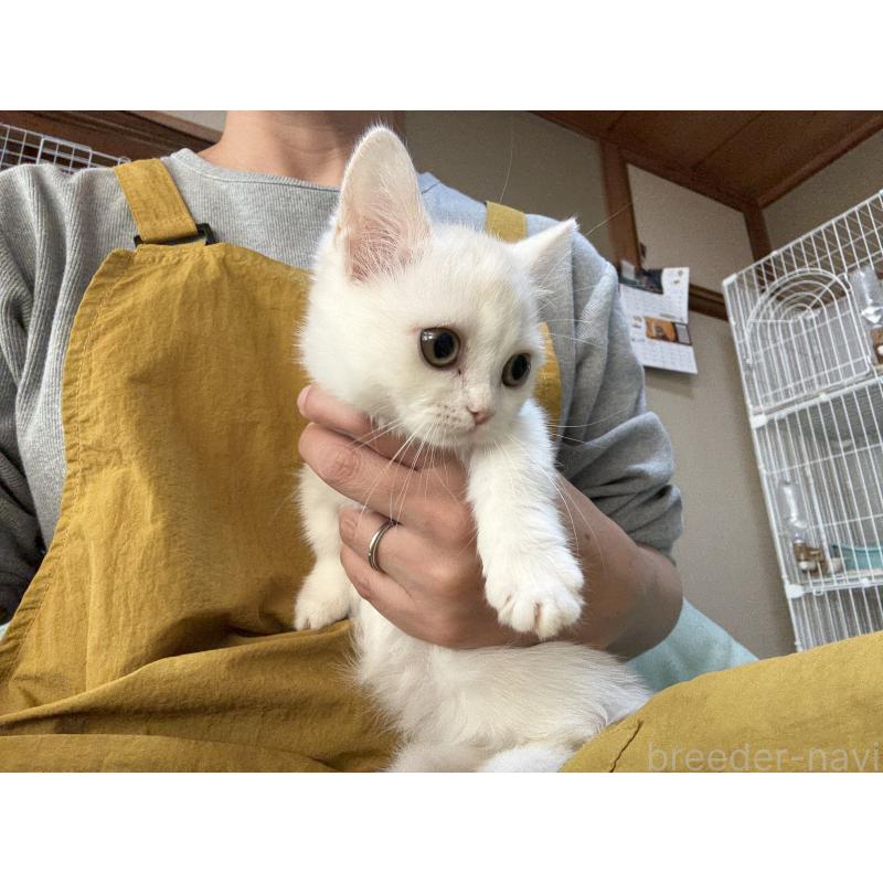 販売中の広島県のミヌエット(短足)-130950の3枚目