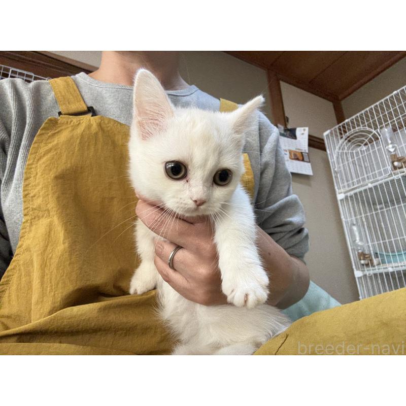 販売中の広島県のミヌエット(短足)-130950の2枚目