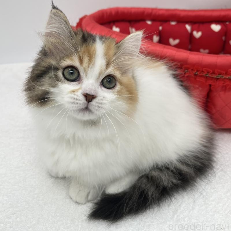 販売中の愛知県のマンチカン(短足)-130952の5枚目