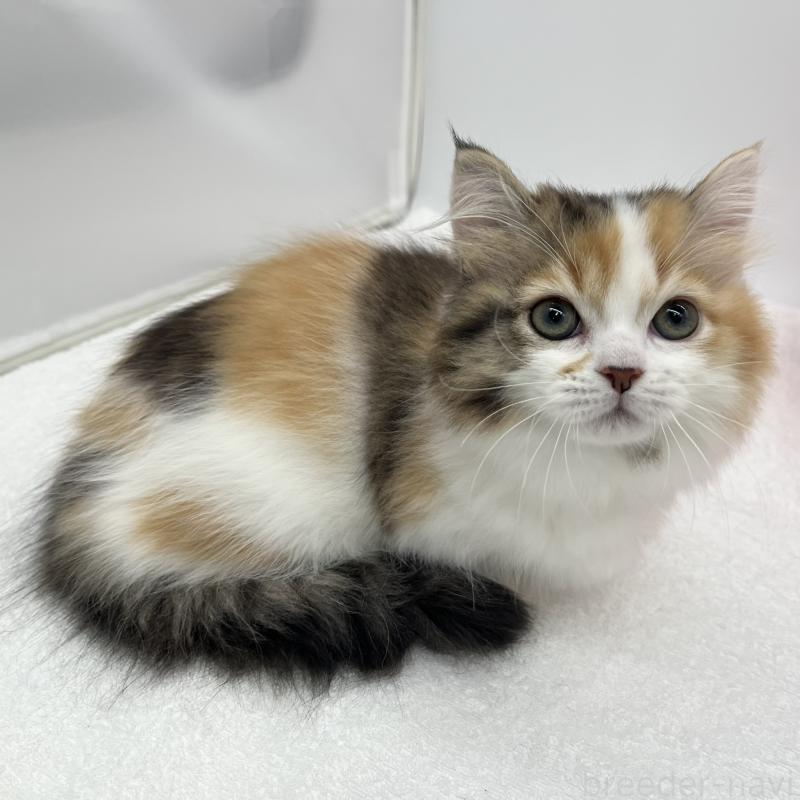 販売中の愛知県のマンチカン(短足)-130952の4枚目