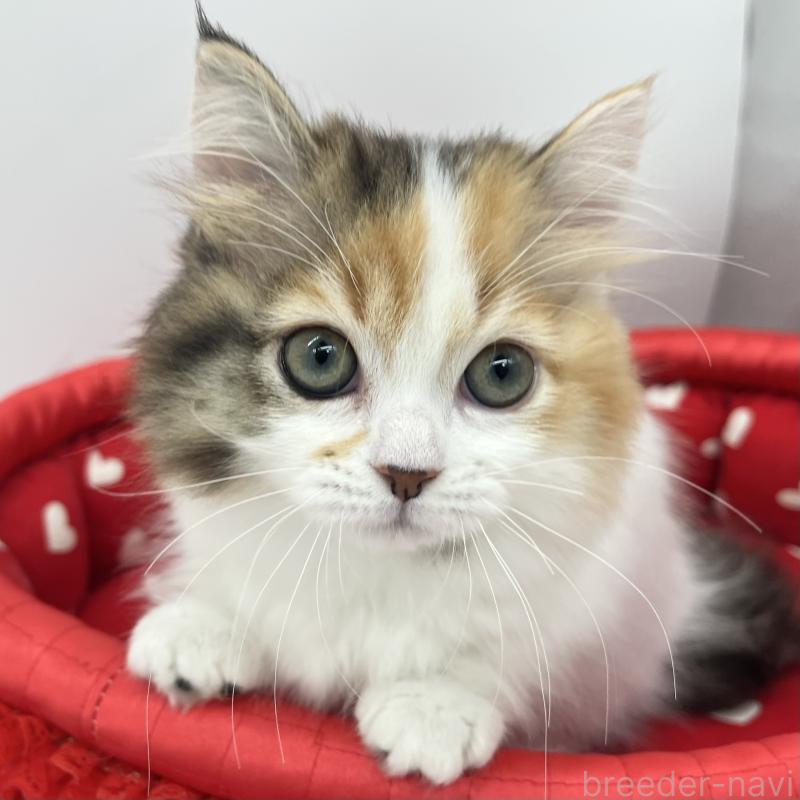 販売中の愛知県のマンチカン(短足)-130952の1枚目