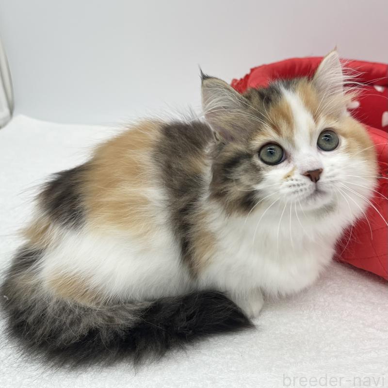 販売中の愛知県のマンチカン(短足)-130952の3枚目