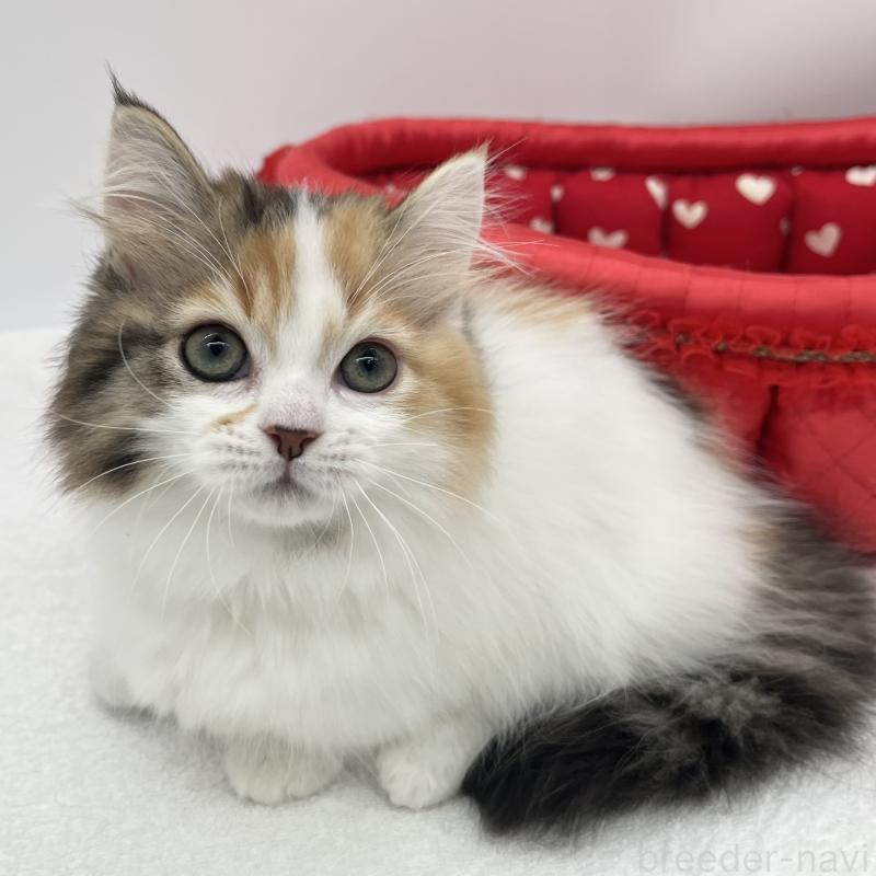 販売中の愛知県のマンチカン(短足)-130952の2枚目