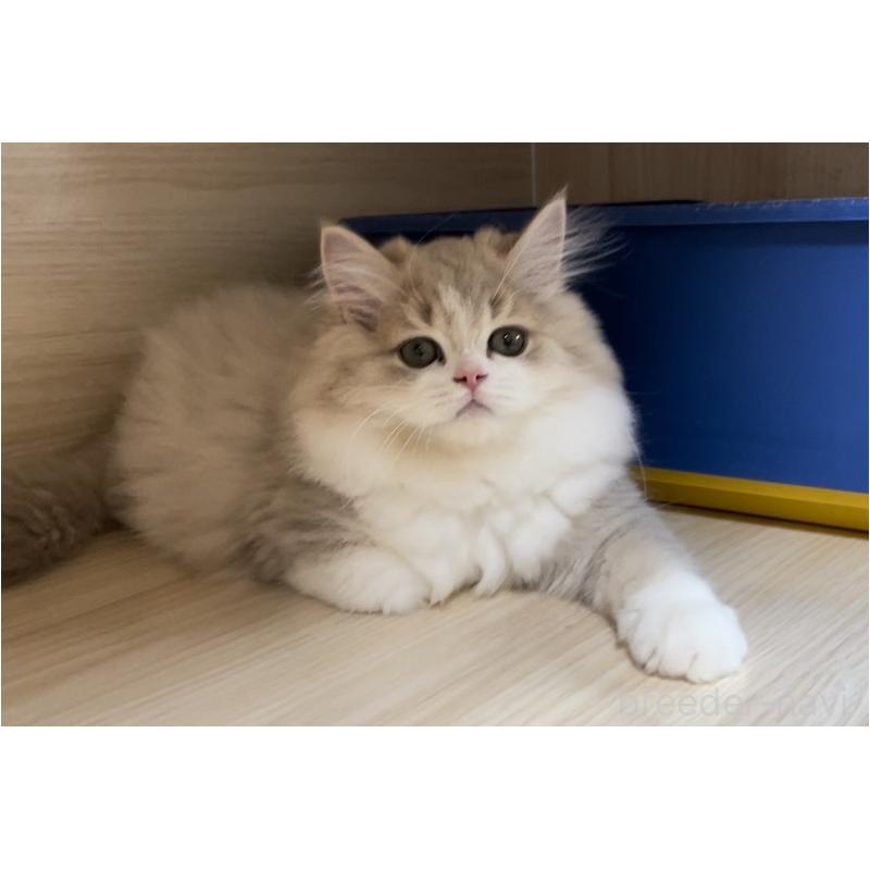 販売中の愛知県のミヌエット-128027の16枚目