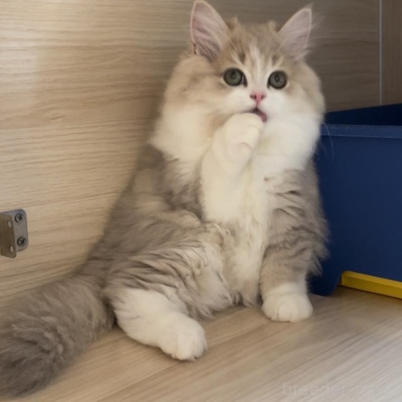 販売中の愛知県のミヌエット-128027の15枚目