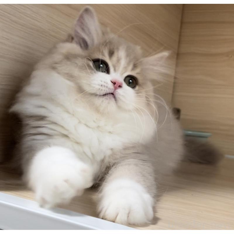 販売中の愛知県のミヌエット-128027の14枚目