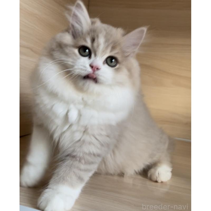 販売中の愛知県のミヌエット-128027の13枚目