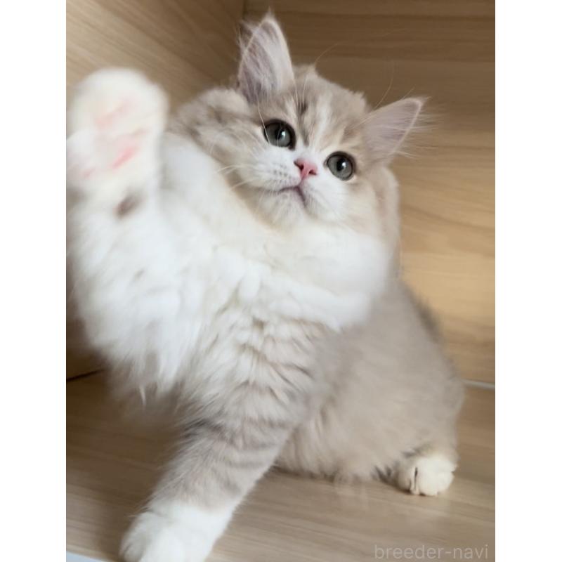 販売中の愛知県のミヌエット-128027の12枚目