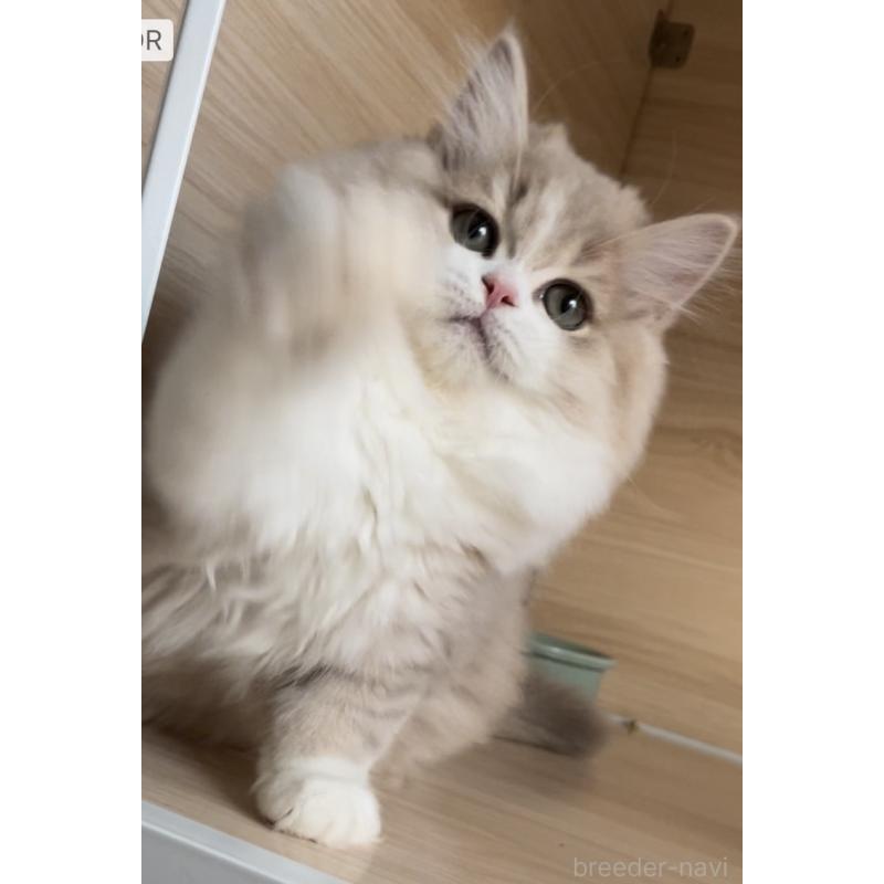 販売中の愛知県のミヌエット-128027の11枚目