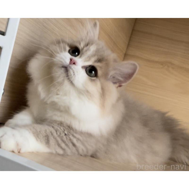 販売中の愛知県のミヌエット-128027の9枚目