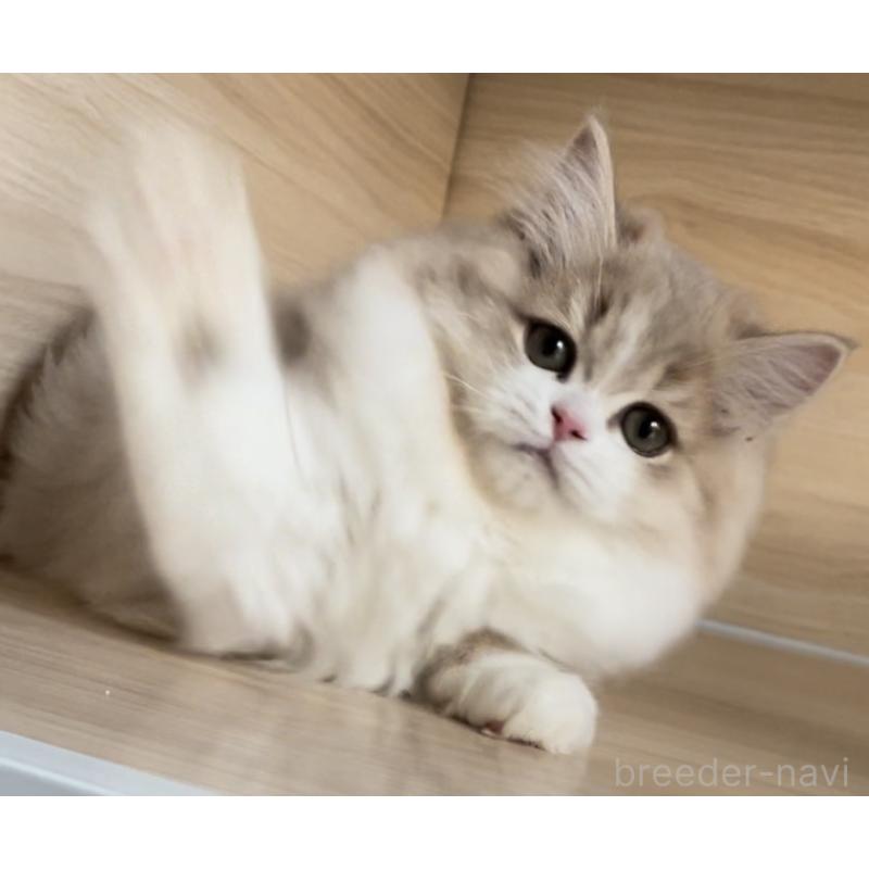 販売中の愛知県のミヌエット-128027の8枚目