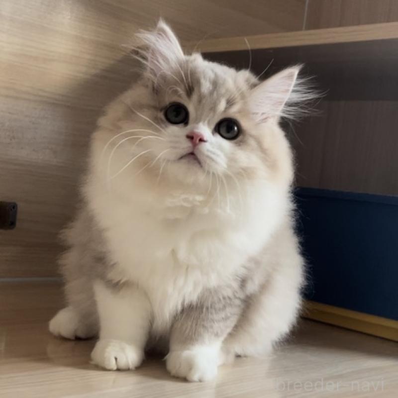 販売中の愛知県のミヌエット-128027の7枚目