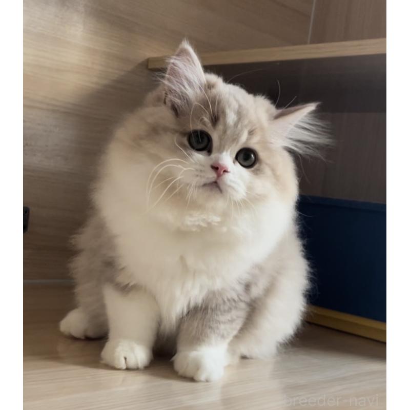 販売中の愛知県のミヌエット-128027の6枚目