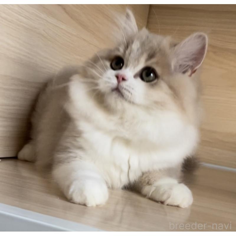 販売中の愛知県のミヌエット-128027の4枚目