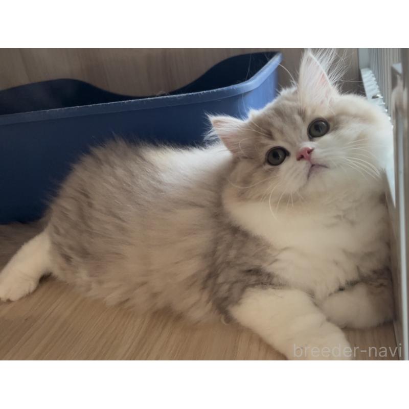 販売中の愛知県のミヌエット-128027の5枚目