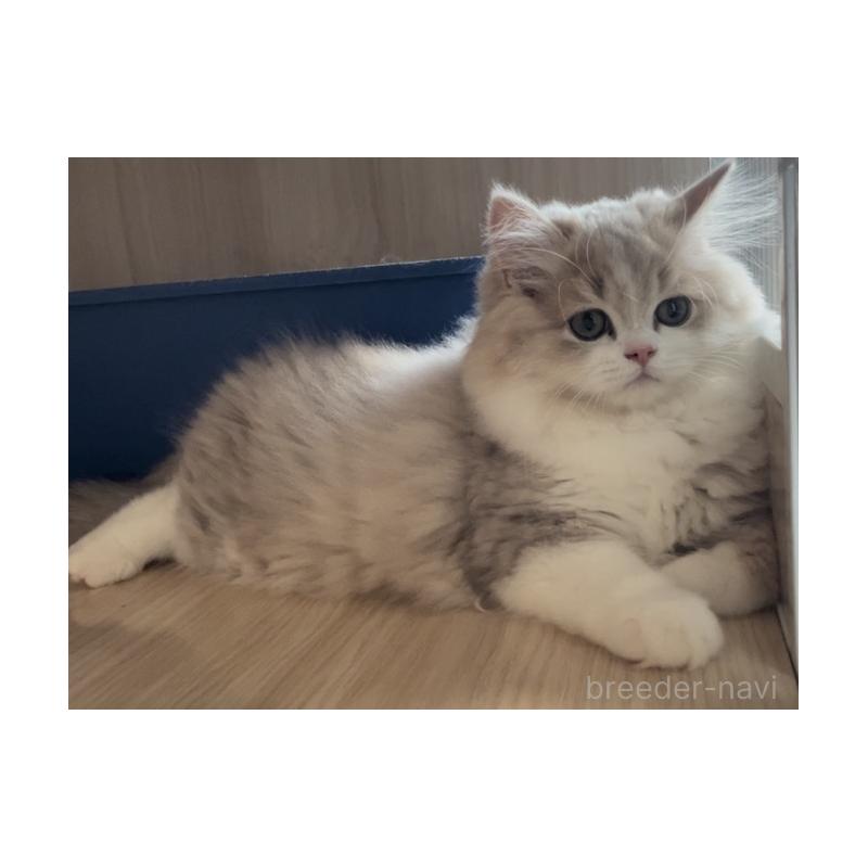 販売中の愛知県のミヌエット-128027の3枚目