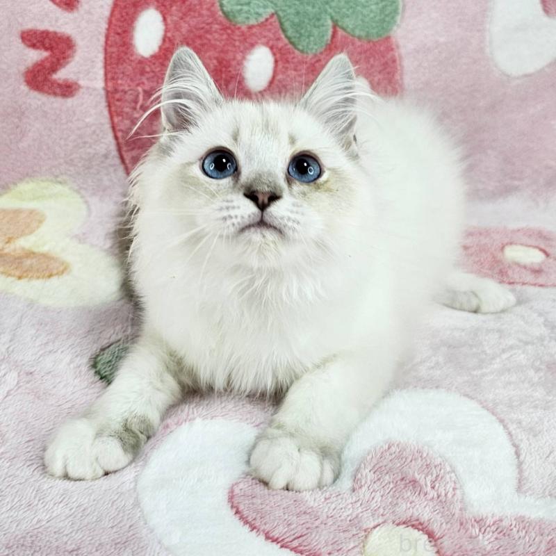 販売中の東京都のバーマン-130953