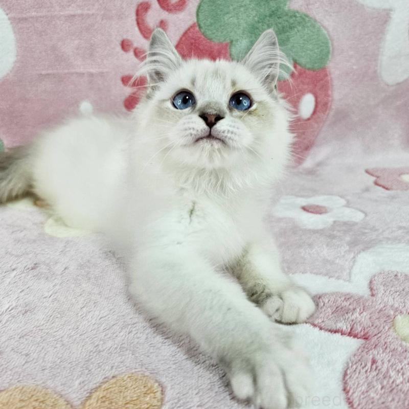 販売中の東京都のバーマン-130953の6枚目