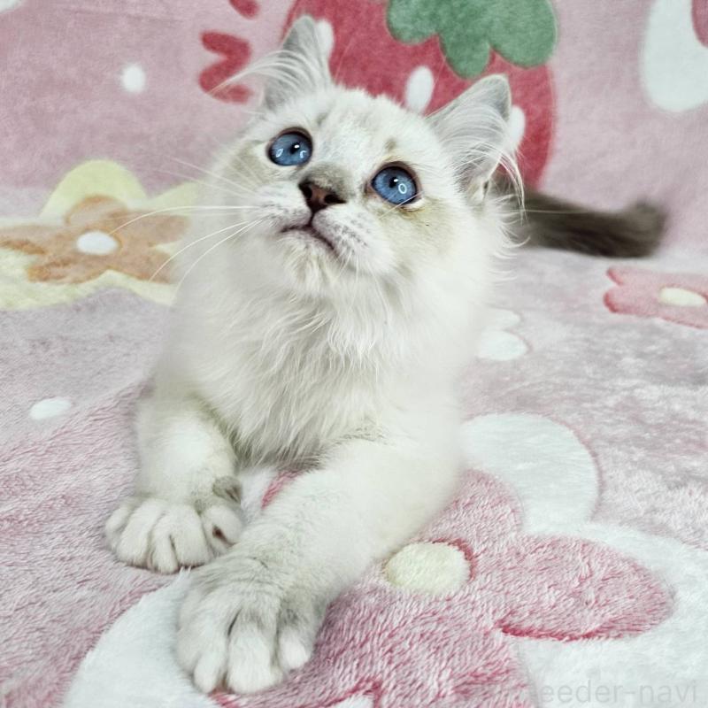 販売中の東京都のバーマン-130953の5枚目