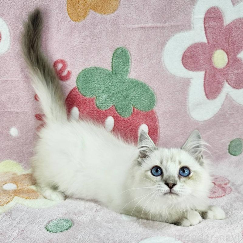 販売中の東京都のバーマン-130953の4枚目