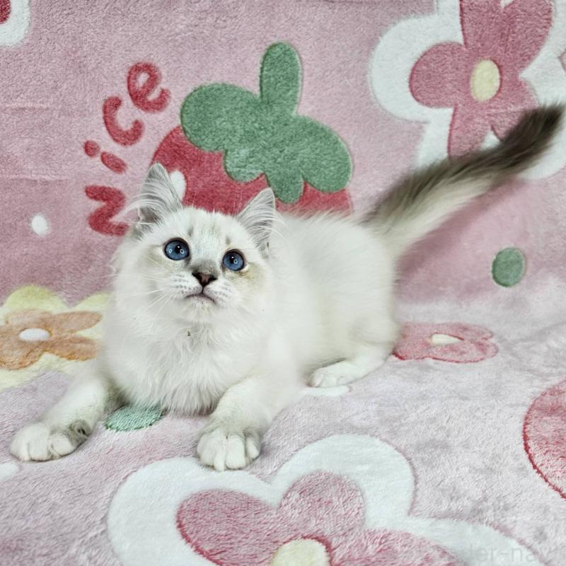 販売中の東京都のバーマン-130953の3枚目