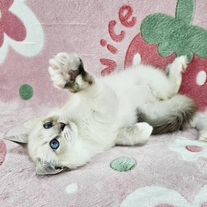 販売中の東京都のバーマン-130953の2枚目