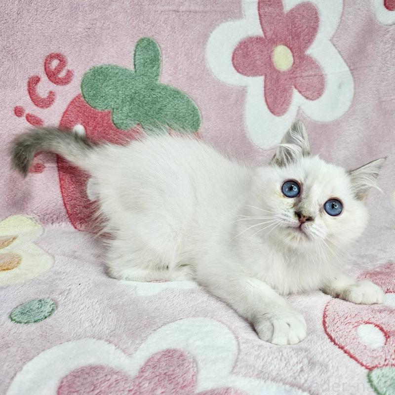 販売中の東京都のバーマン-130954の1枚目