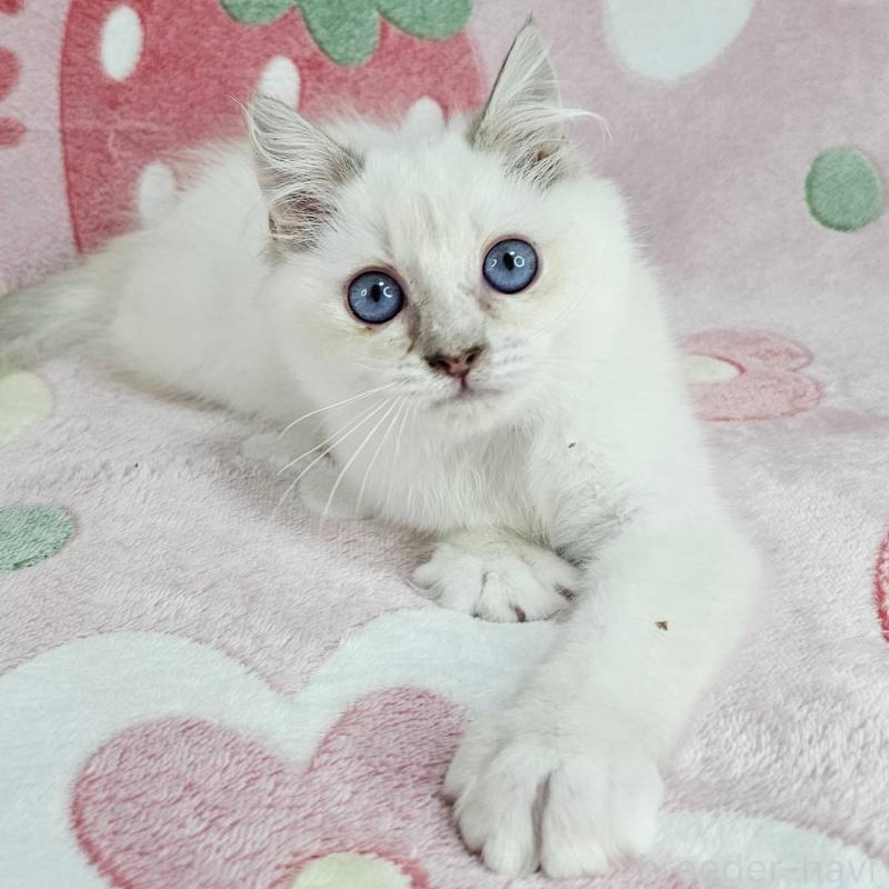 販売中の東京都のバーマン-130954の6枚目