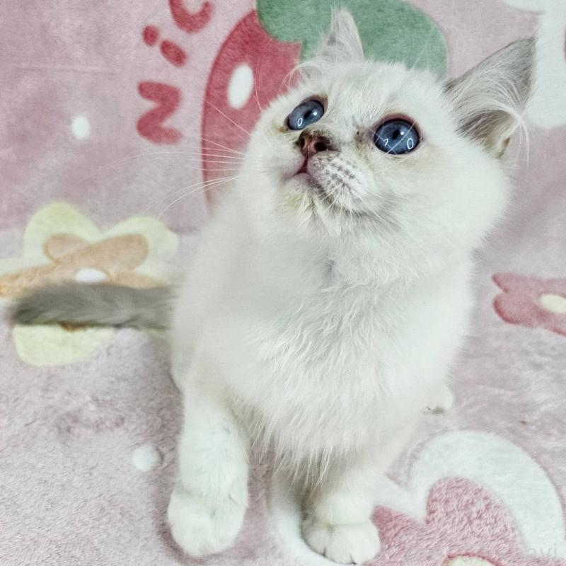 販売中の東京都のバーマン-130954の5枚目