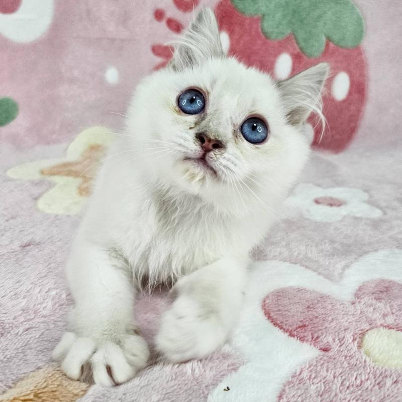 販売中の東京都のバーマン-130954の4枚目