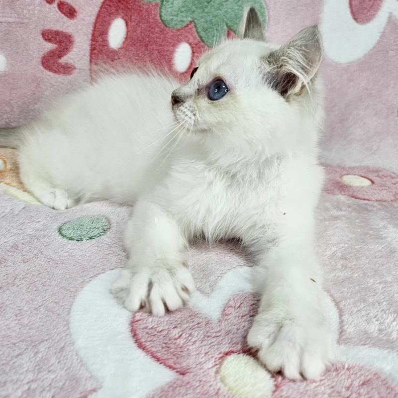 販売中の東京都のバーマン-130954の3枚目