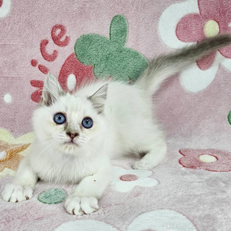 販売中の東京都のバーマン-130954の2枚目