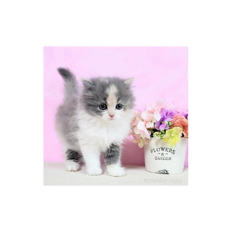 販売中の群馬県のミヌエット-130955の5枚目