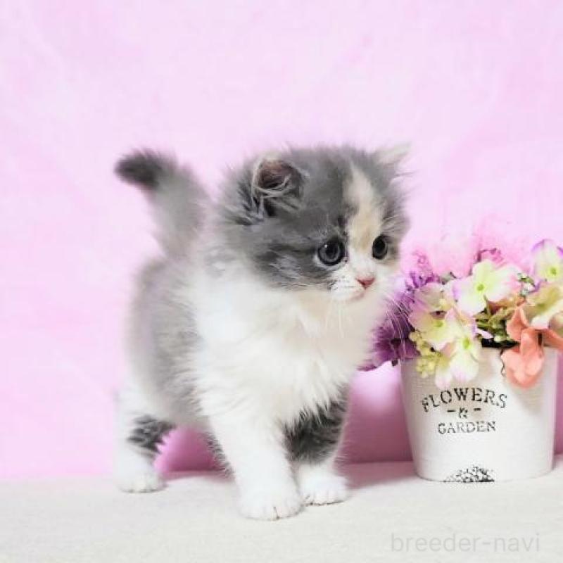 販売中の群馬県のミヌエット-130955の6枚目