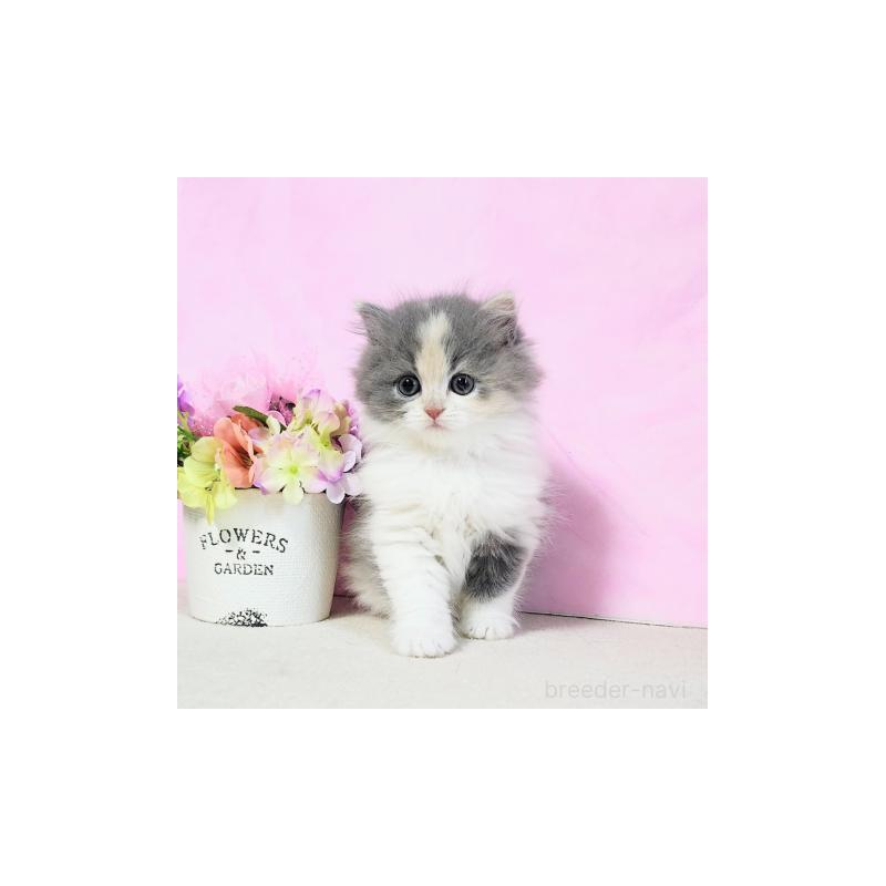 販売中の群馬県のミヌエット-130955の4枚目