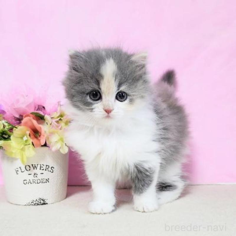 販売中の群馬県のミヌエット-130955の1枚目