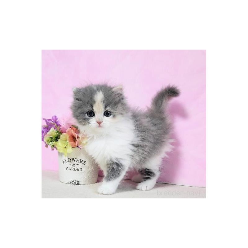 販売中の群馬県のミヌエット-130955の3枚目