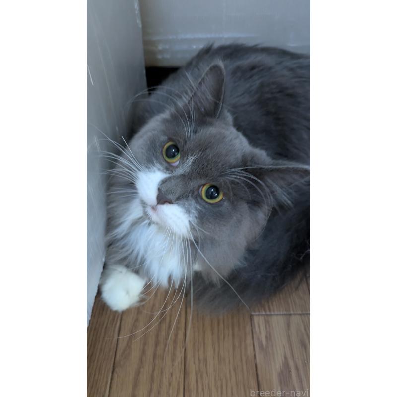 販売中の大阪府のミヌエット-120590の3枚目