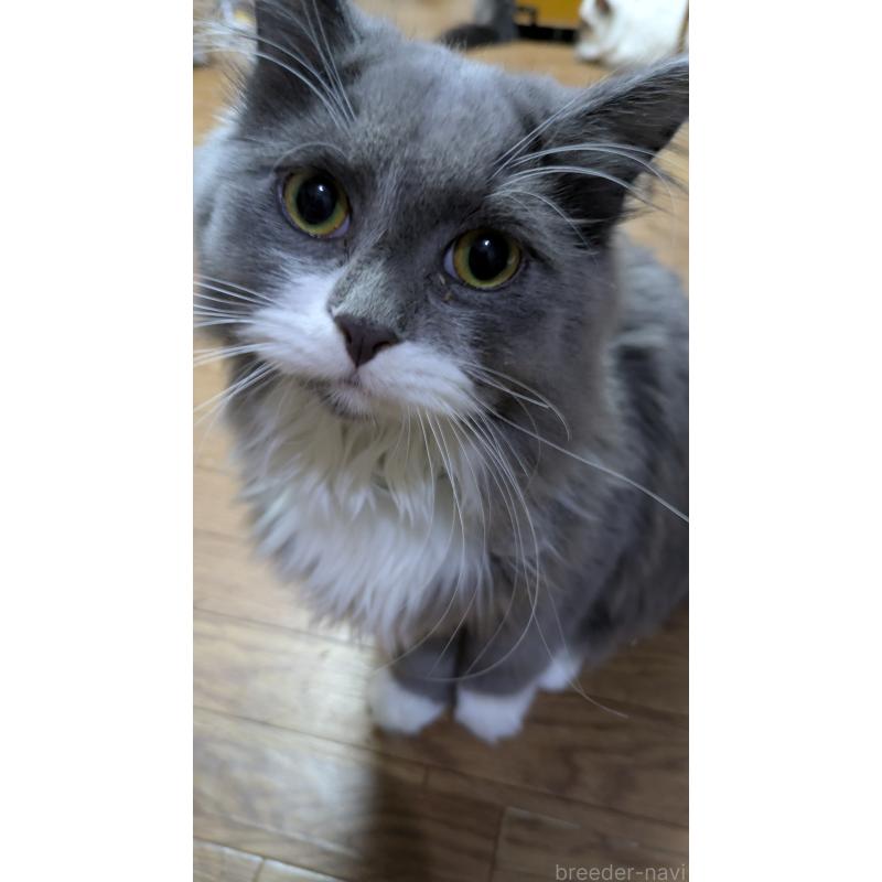 販売中の大阪府のミヌエット-120590の2枚目