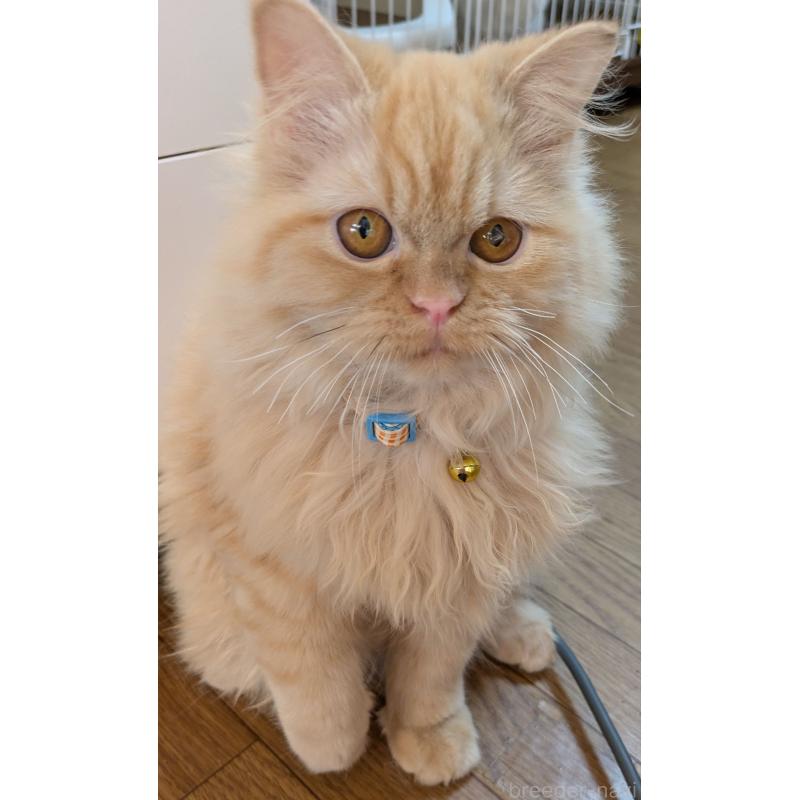 販売中の大阪府のミヌエット-120053の10枚目