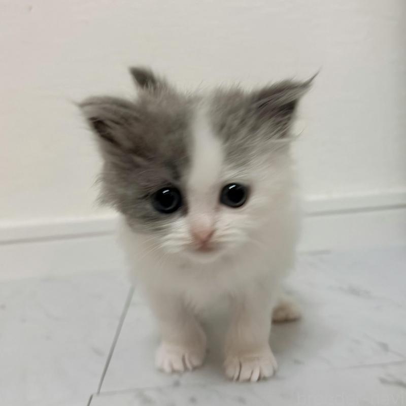 販売中の愛知県のミヌエット-130956の1枚目