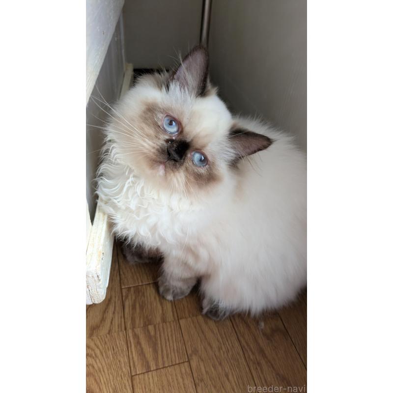 販売中の大阪府のミヌエット-124372の2枚目