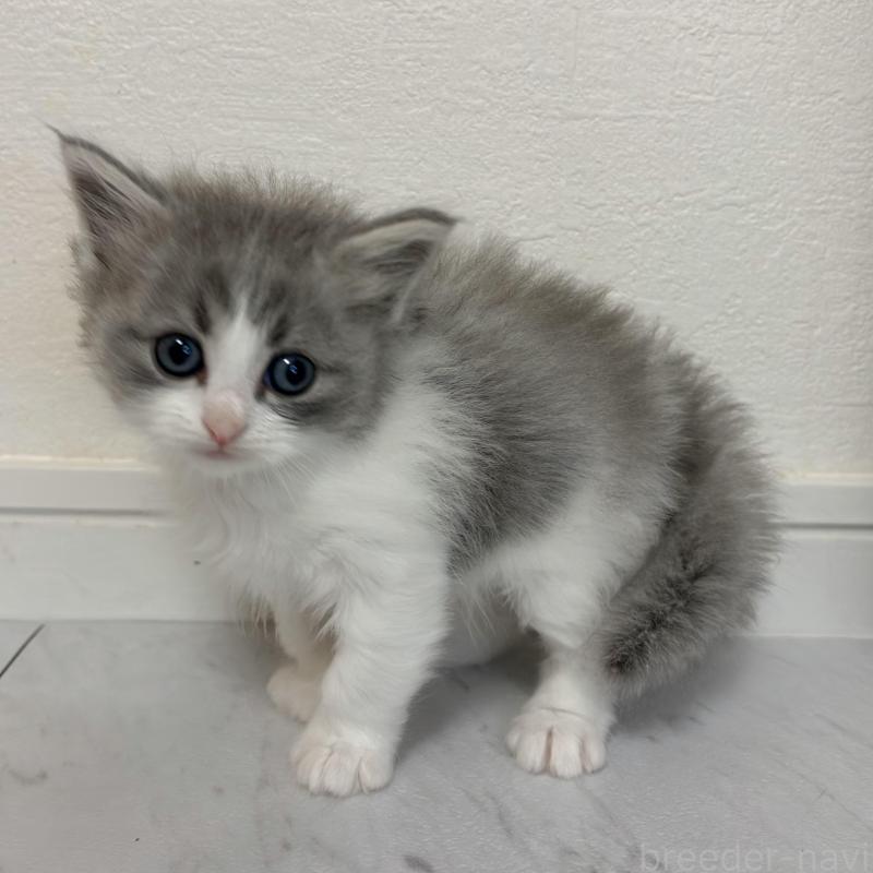 販売中の愛知県のミヌエット-130957