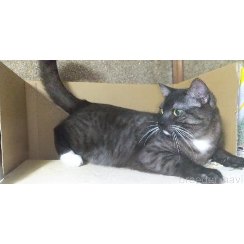 成約済の愛知県のマンチカン-113998の4枚目