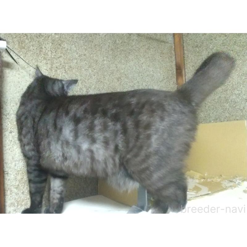 成約済の愛知県のマンチカン-113998の3枚目