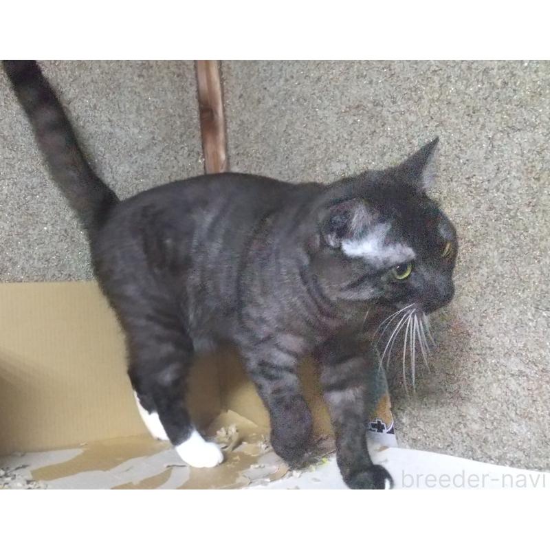 成約済の愛知県のマンチカン-113998の2枚目