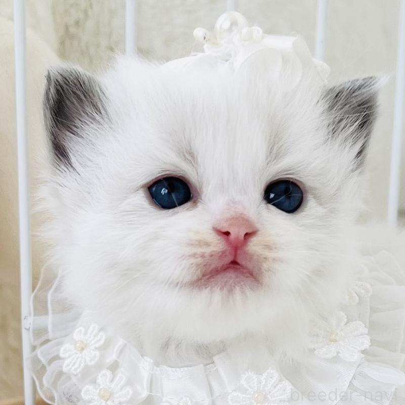 販売中の福島県のラグドール-130958