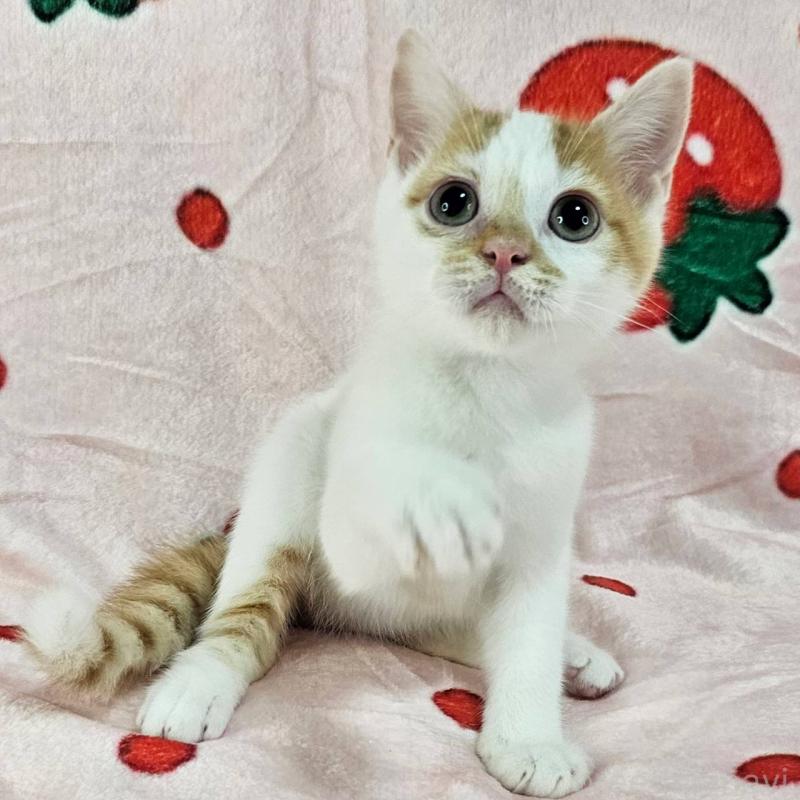 販売中の千葉県のマンチカン-130961